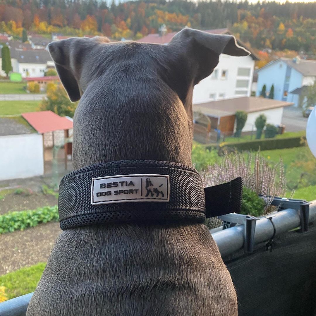 Sport Fast-Release Dog Collar – Black & Gold
