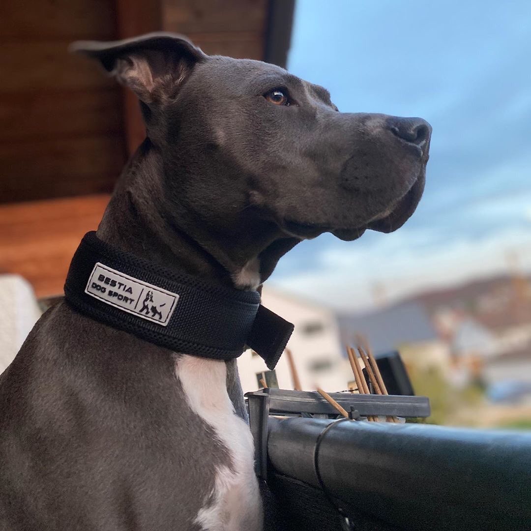 Sport Fast-Release Dog Collar – Black & Gold