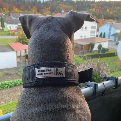 Sport Fast-Release Dog Collar – Black & Gold